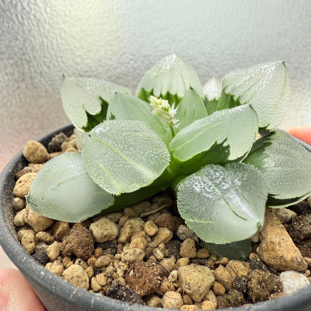 多肉植物 ハオルチア 氷鳳鸞 親株 9.5cm鉢 最高の氷凍透明感