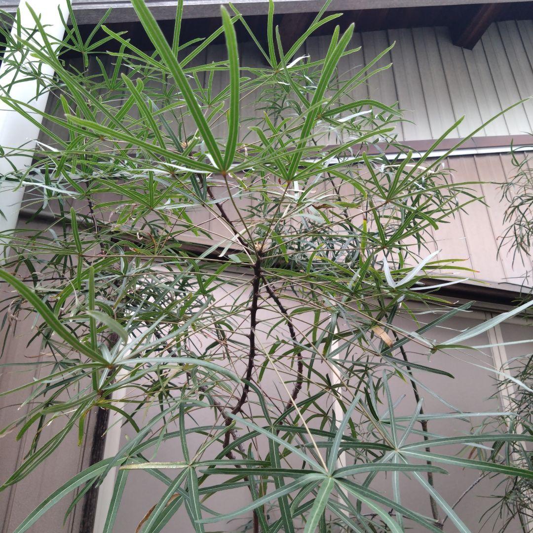 お引き取り限定☆ブラキキトン3鉢☆