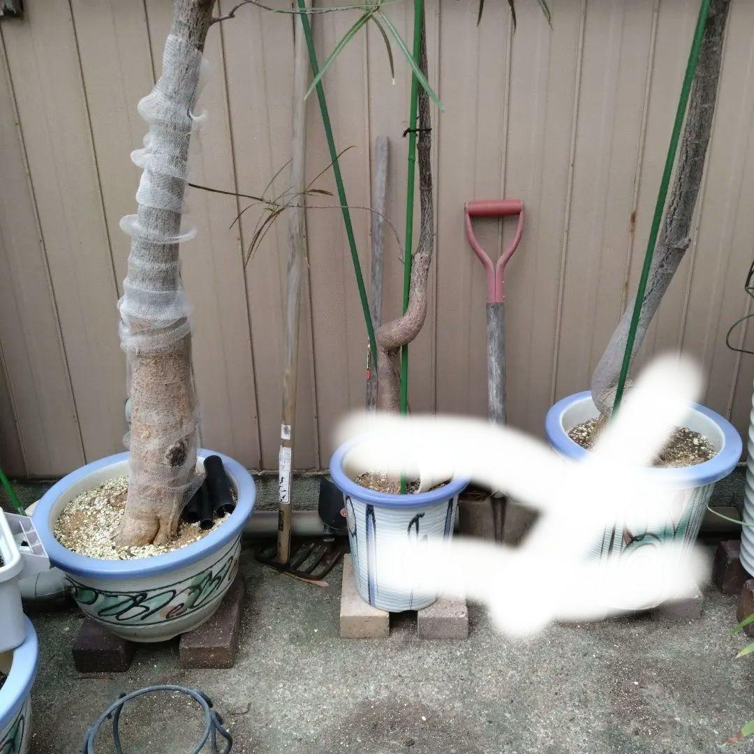 お引き取り限定☆ブラキキトン3鉢☆