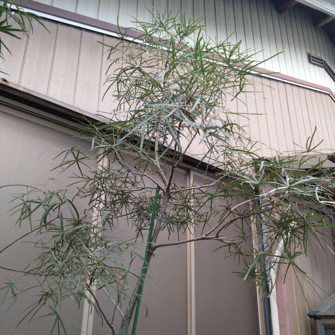 お引き取り限定☆ブラキキトン3鉢☆