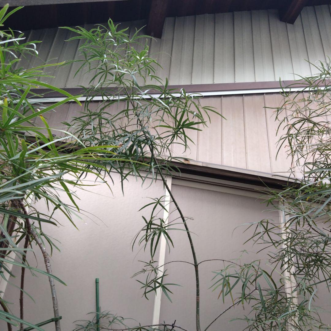 お引き取り限定☆ブラキキトン3鉢☆