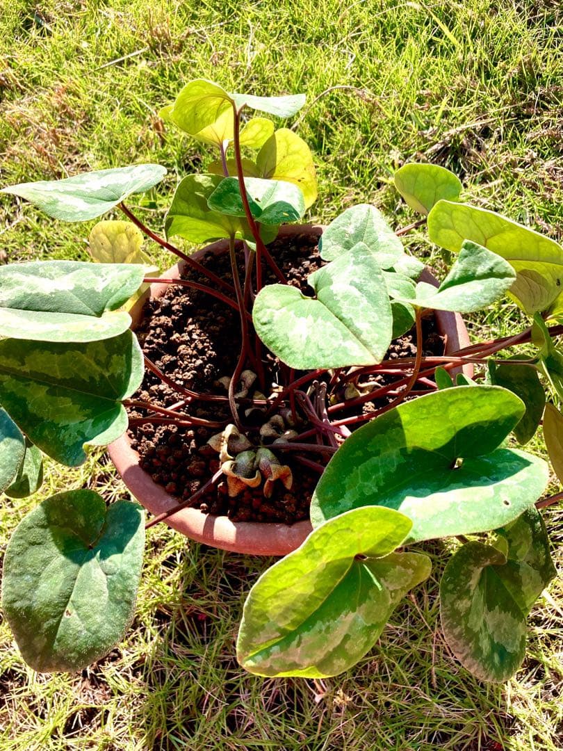 【天然野生のカンアオイ】ボリューム満点！超絶BIGなカンアオイ＊寒葵＊山野草