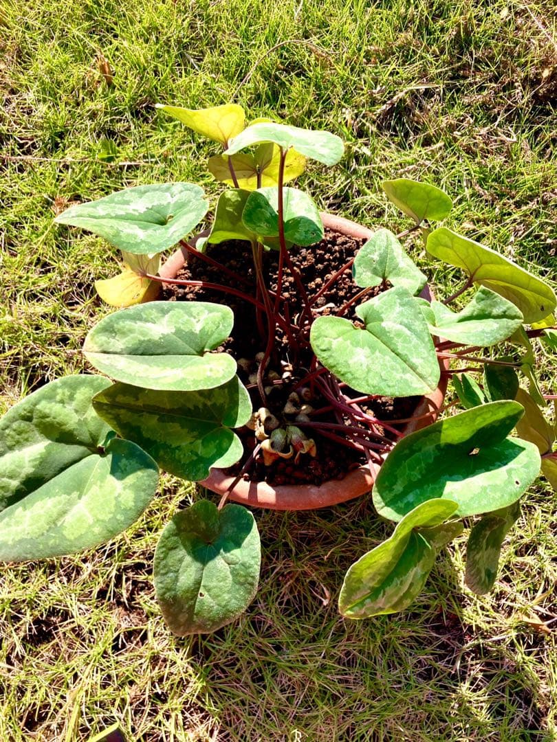 【天然野生のカンアオイ】ボリューム満点！超絶BIGなカンアオイ＊寒葵＊山野草