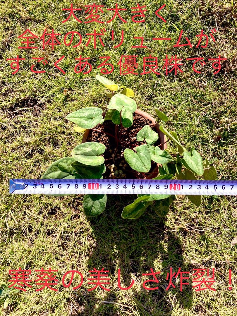 【天然野生のカンアオイ】ボリューム満点！超絶BIGなカンアオイ＊寒葵＊山野草