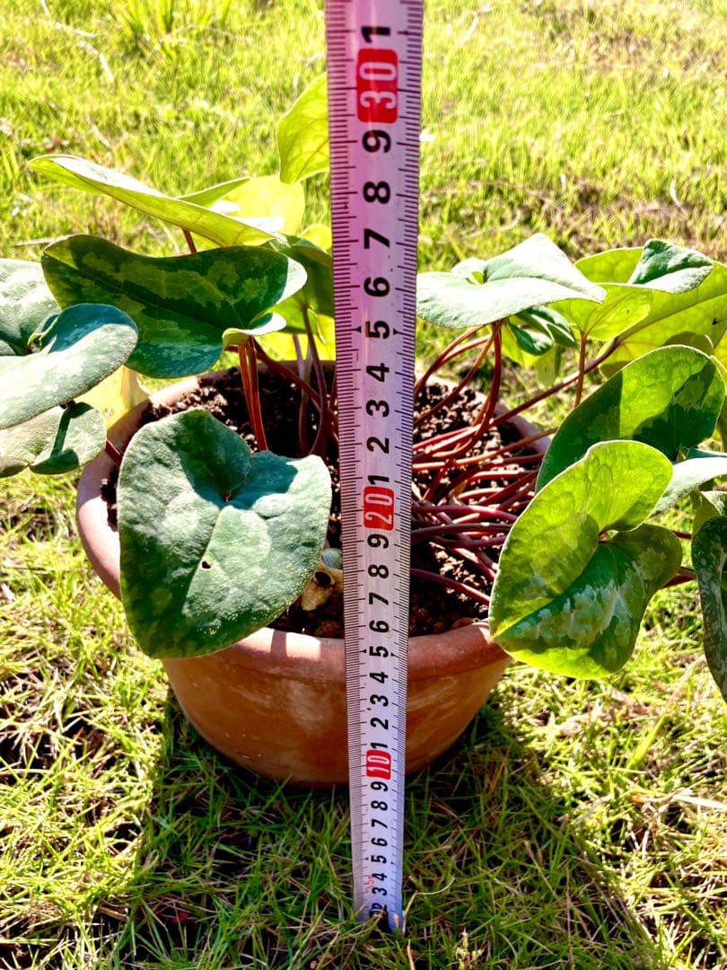 【天然野生のカンアオイ】ボリューム満点！超絶BIGなカンアオイ＊寒葵＊山野草