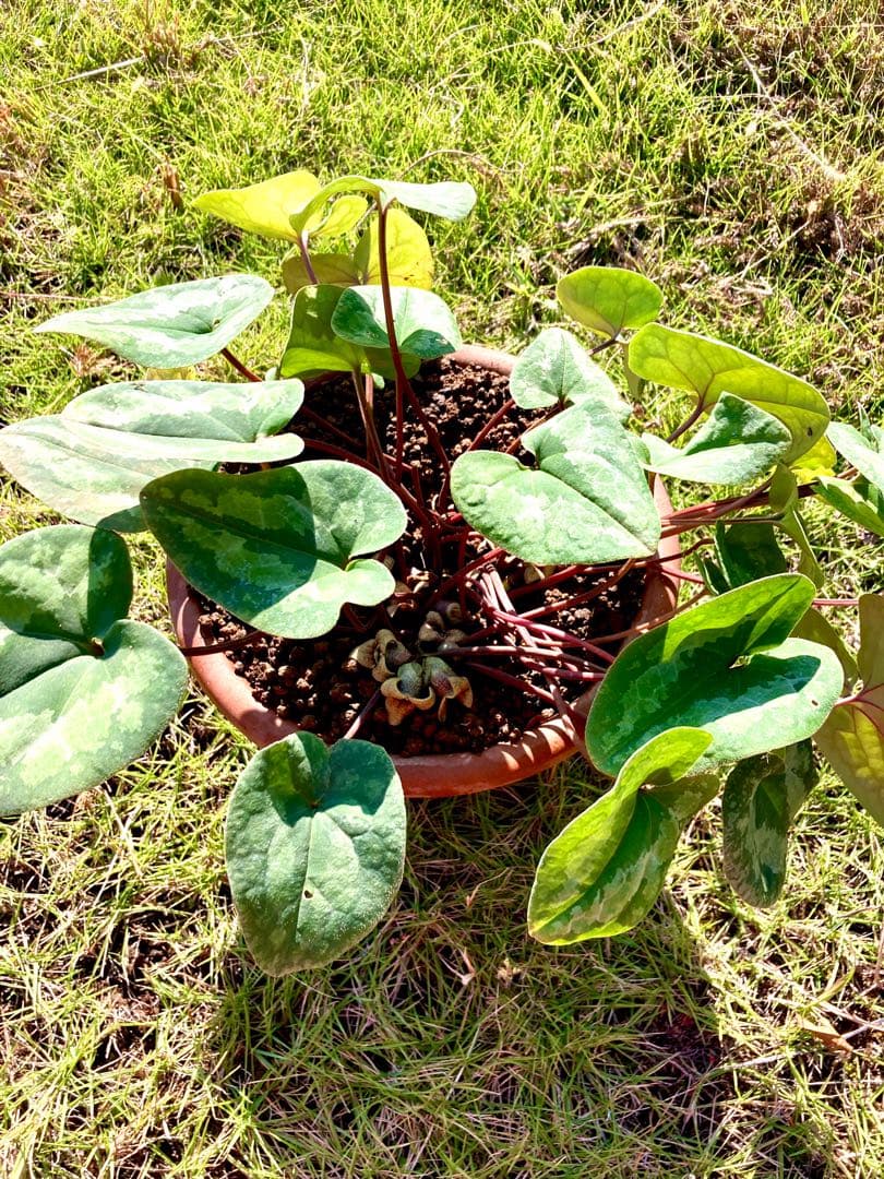 【天然野生のカンアオイ】ボリューム満点！超絶BIGなカンアオイ＊寒葵＊山野草
