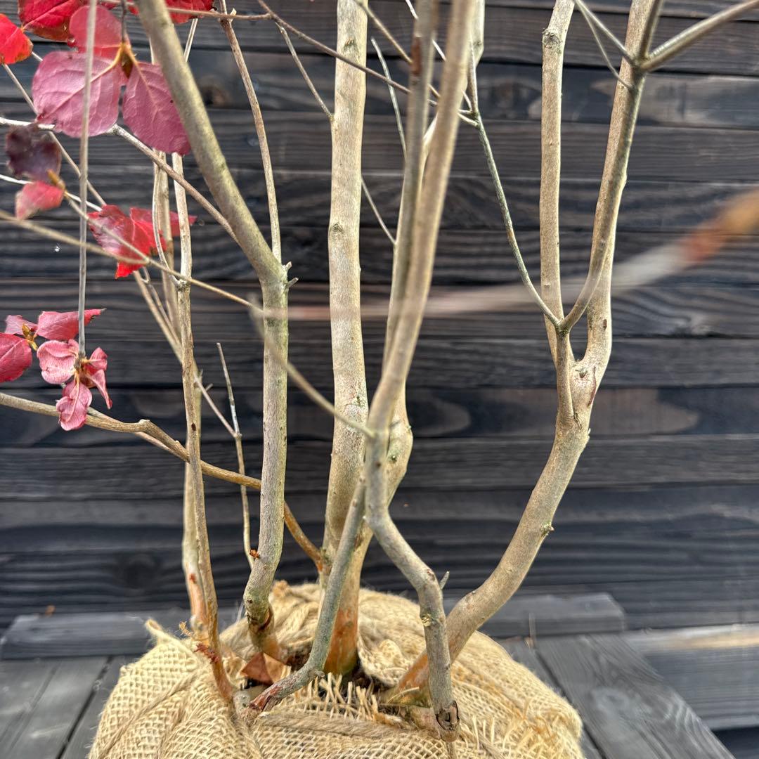 ピンクミツバツツジ【現品発送】管理70748 - メルカリ