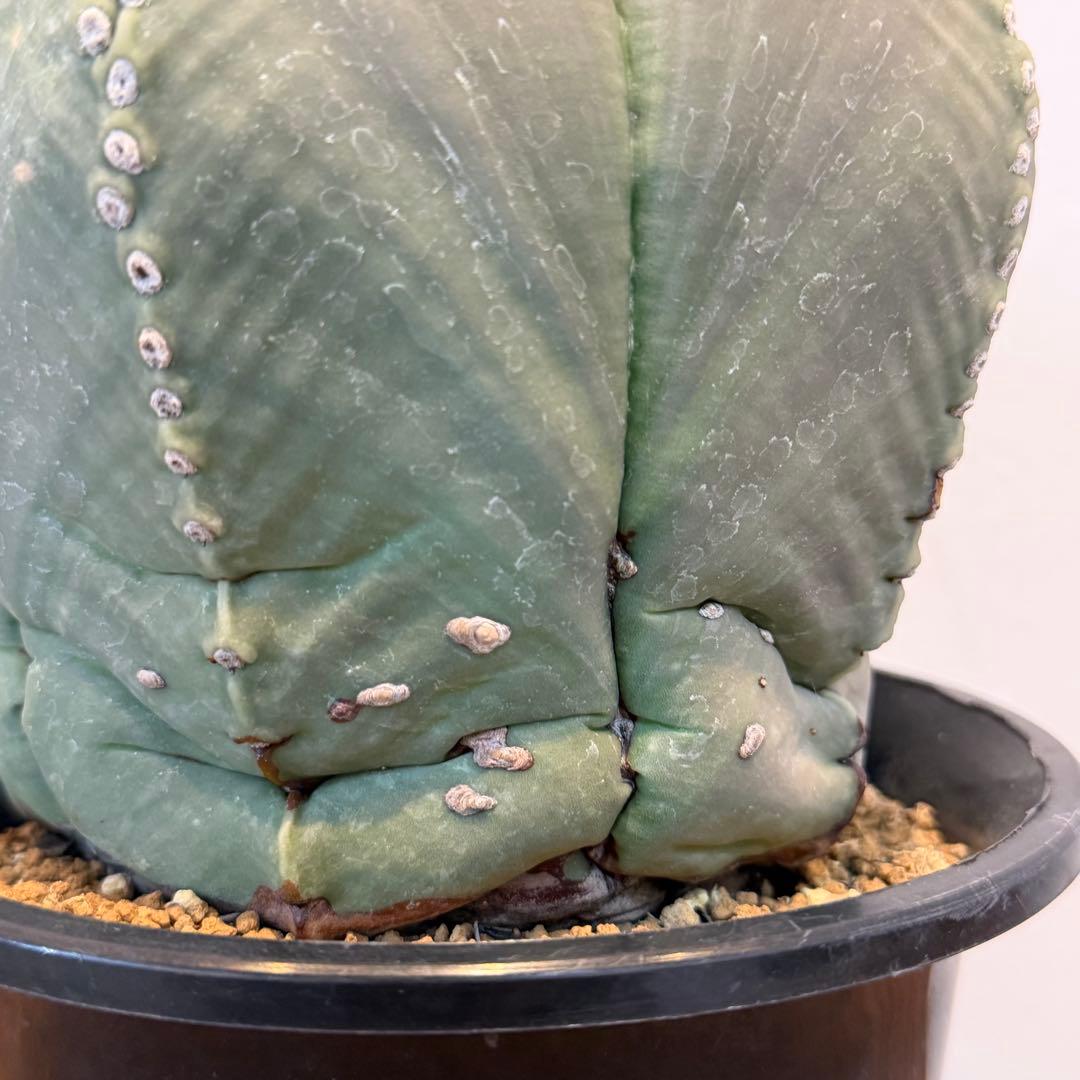 【大型】【美株】アストロフィツム 碧瑠璃鸞鳳玉 国内実生 塊根植物 サボテン