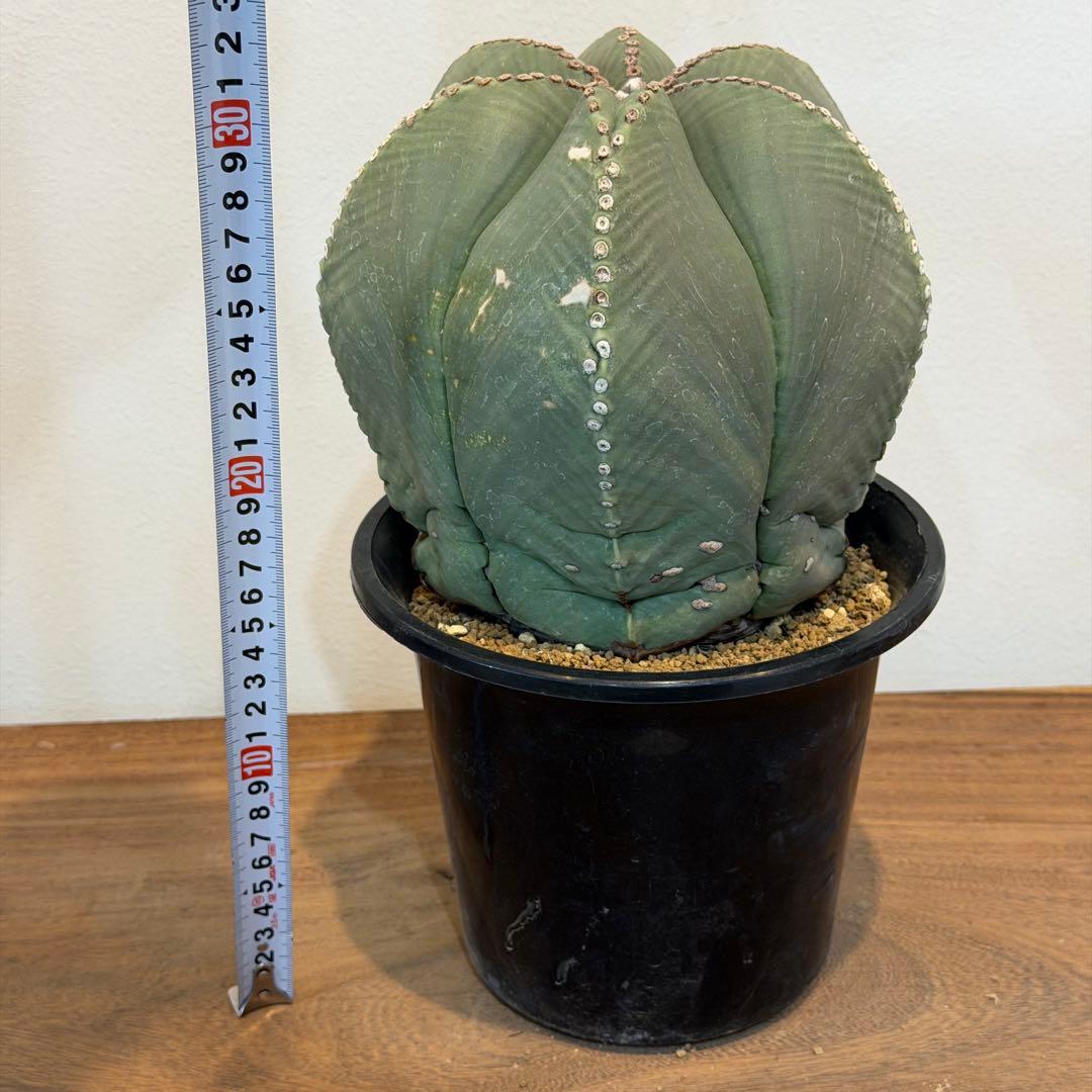 【大型】【美株】アストロフィツム 碧瑠璃鸞鳳玉 国内実生 塊根植物 サボテン