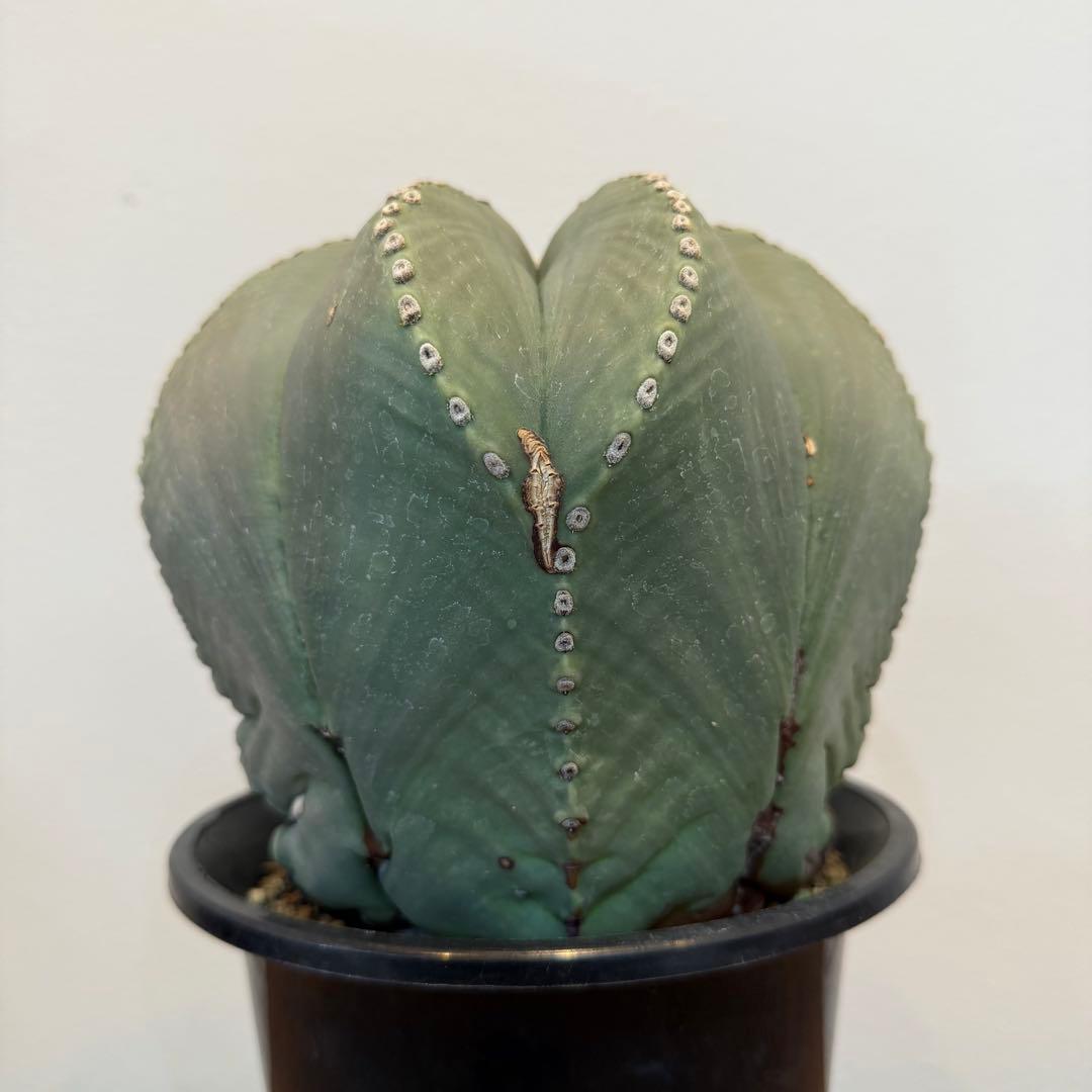 【大型】【美株】アストロフィツム 碧瑠璃鸞鳳玉 国内実生 塊根植物 サボテン