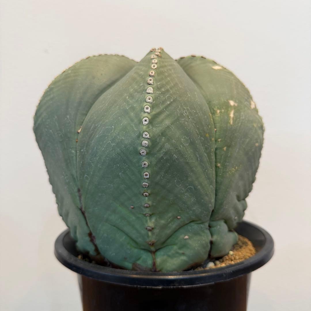 【大型】【美株】アストロフィツム 碧瑠璃鸞鳳玉 国内実生 塊根植物 サボテン