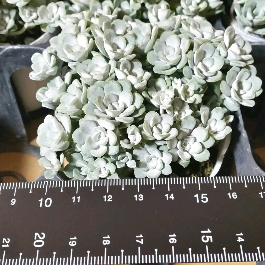 多肉植物  白雪ミセバヤ_(^O^)