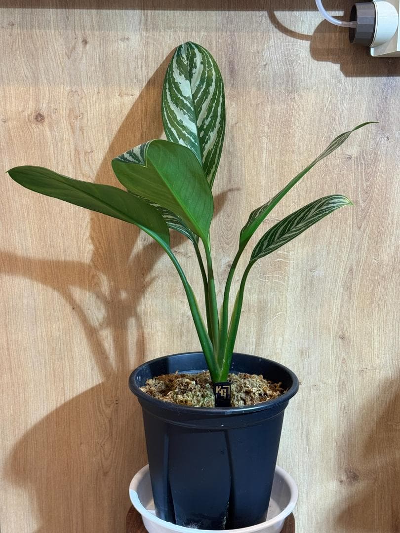 アグラオネマ 二ティドゥーム カーティシー 管理番号0054