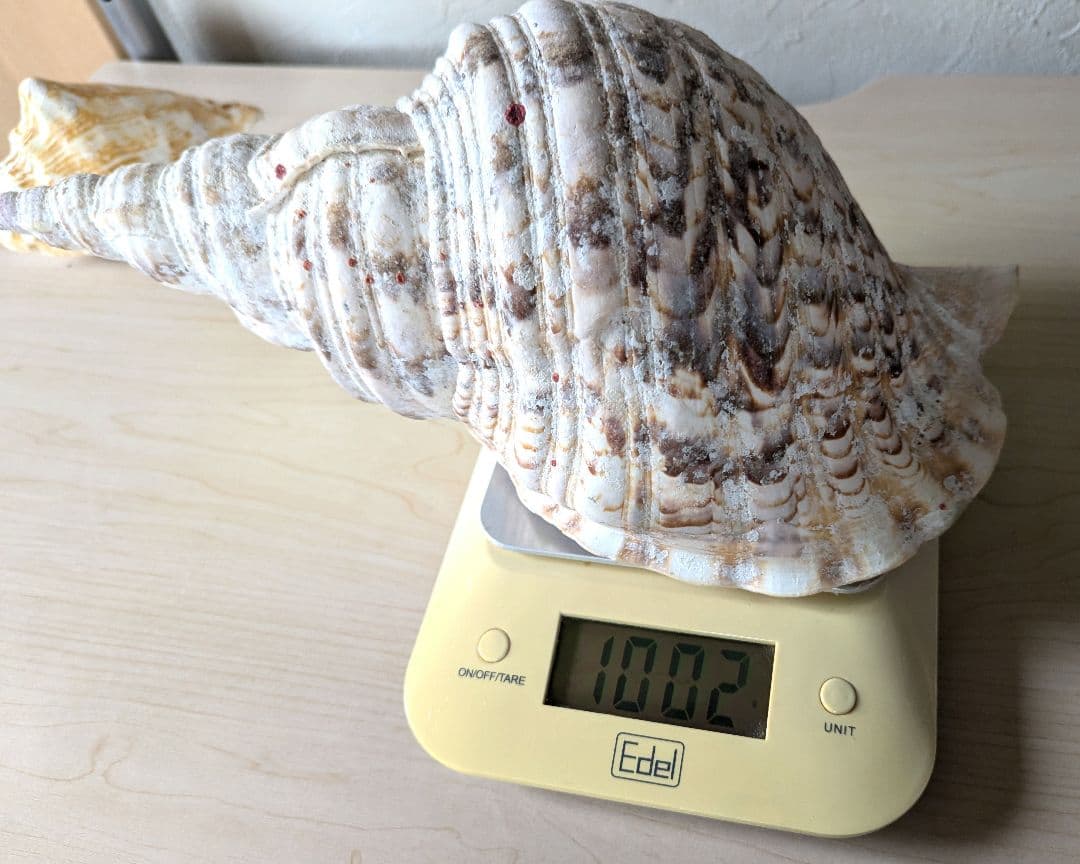 【即発送】★石垣島の法螺貝 ほら貝 おまけ付き★　約32〜37cm 1kg 天然