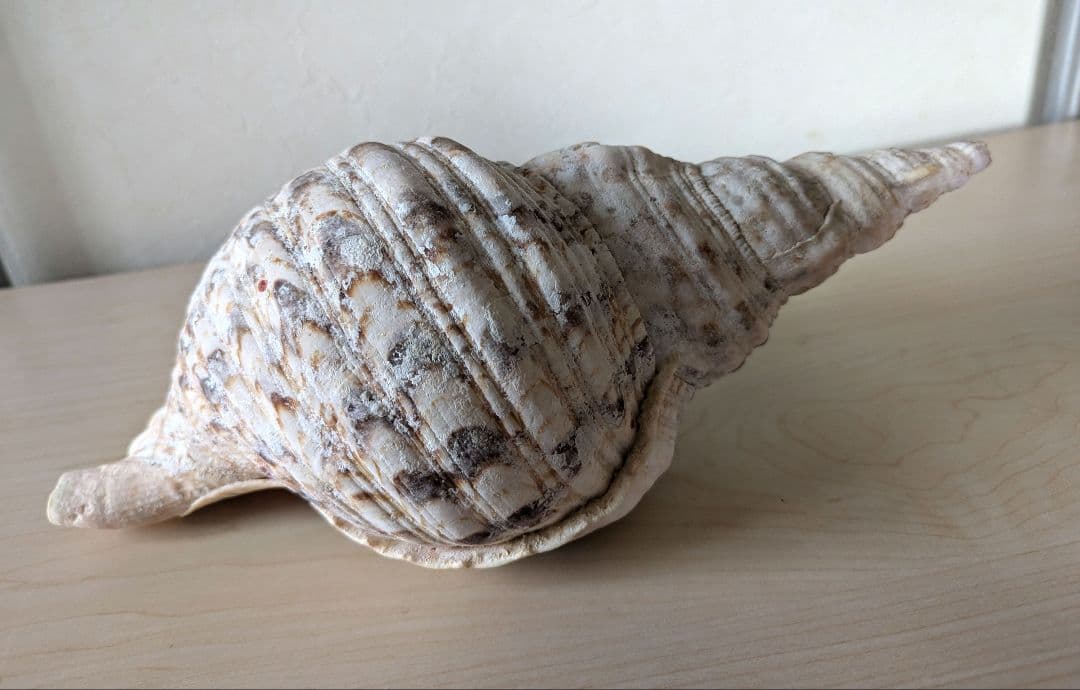 【即発送】★石垣島の法螺貝 ほら貝 おまけ付き★　約32〜37cm 1kg 天然