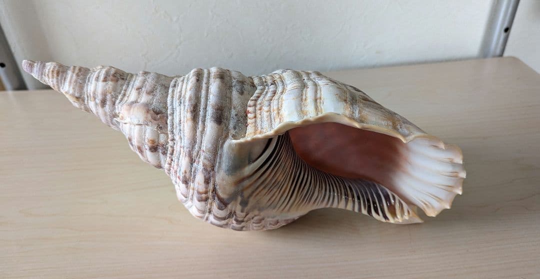 【即発送】★石垣島の法螺貝 ほら貝 おまけ付き★　約32〜37cm 1kg 天然