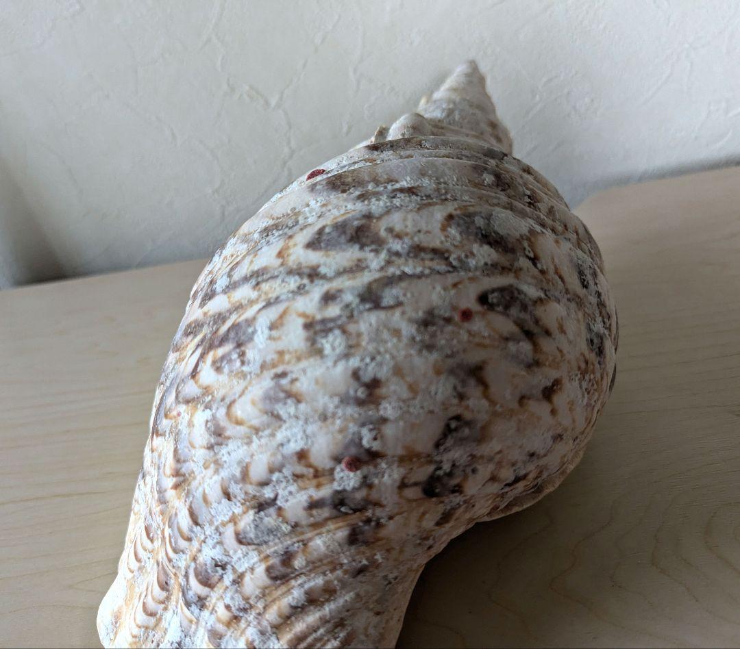 【即発送】★石垣島の法螺貝 ほら貝 おまけ付き★　約32〜37cm 1kg 天然