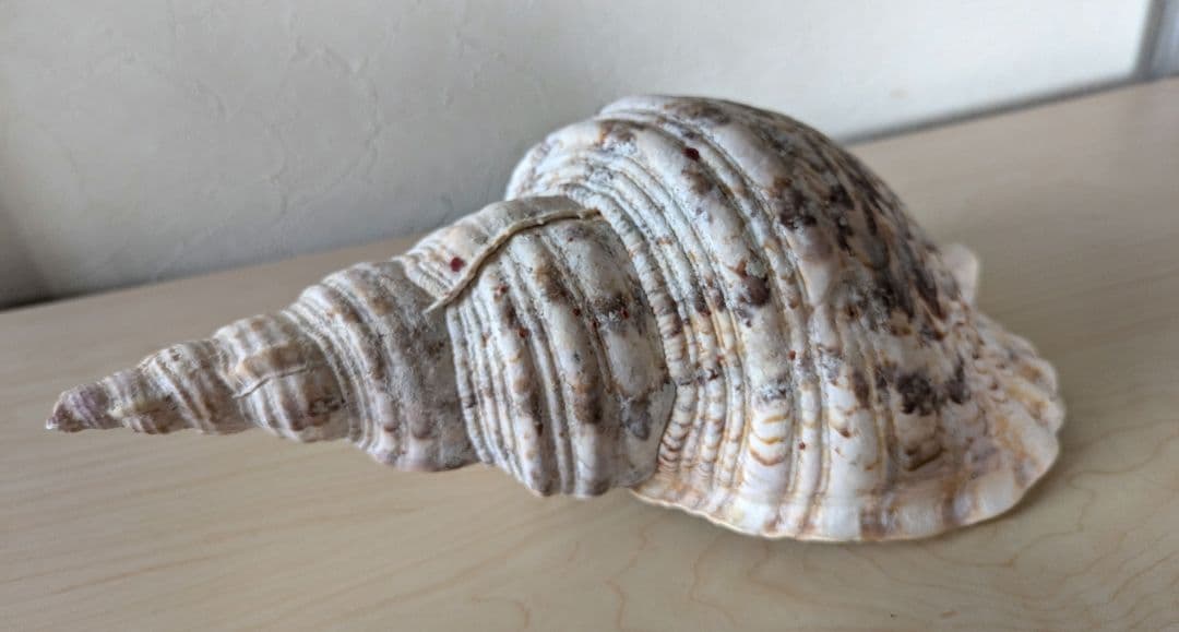 【即発送】★石垣島の法螺貝 ほら貝 おまけ付き★　約32〜37cm 1kg 天然