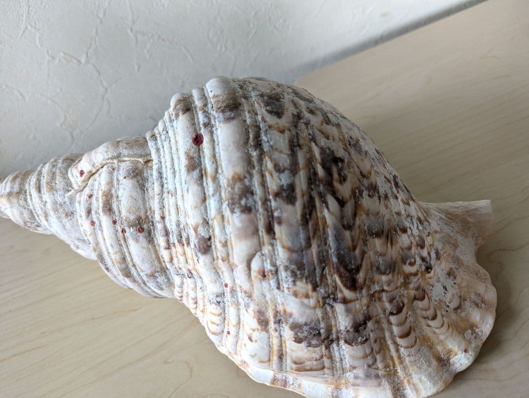 【即発送】★石垣島の法螺貝 ほら貝 おまけ付き★　約32〜37cm 1kg 天然