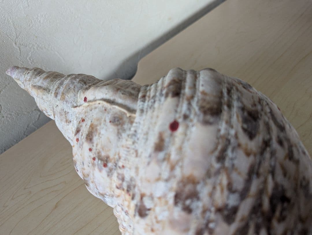 【即発送】★石垣島の法螺貝 ほら貝 おまけ付き★　約32〜37cm 1kg 天然