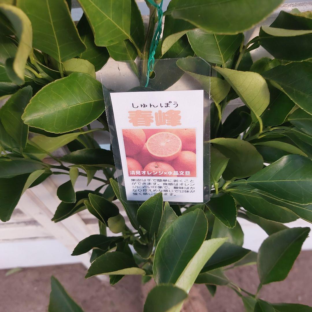 春峰 しゅんぽう 2年生 苗木 - メルカリ