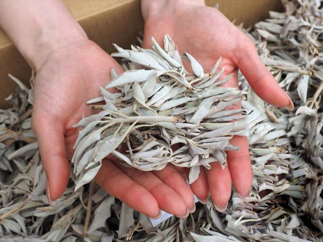 ★特選再入荷★無農薬カリフォルニア産【箱配送1kg高品質ホワイトセージ】❤️