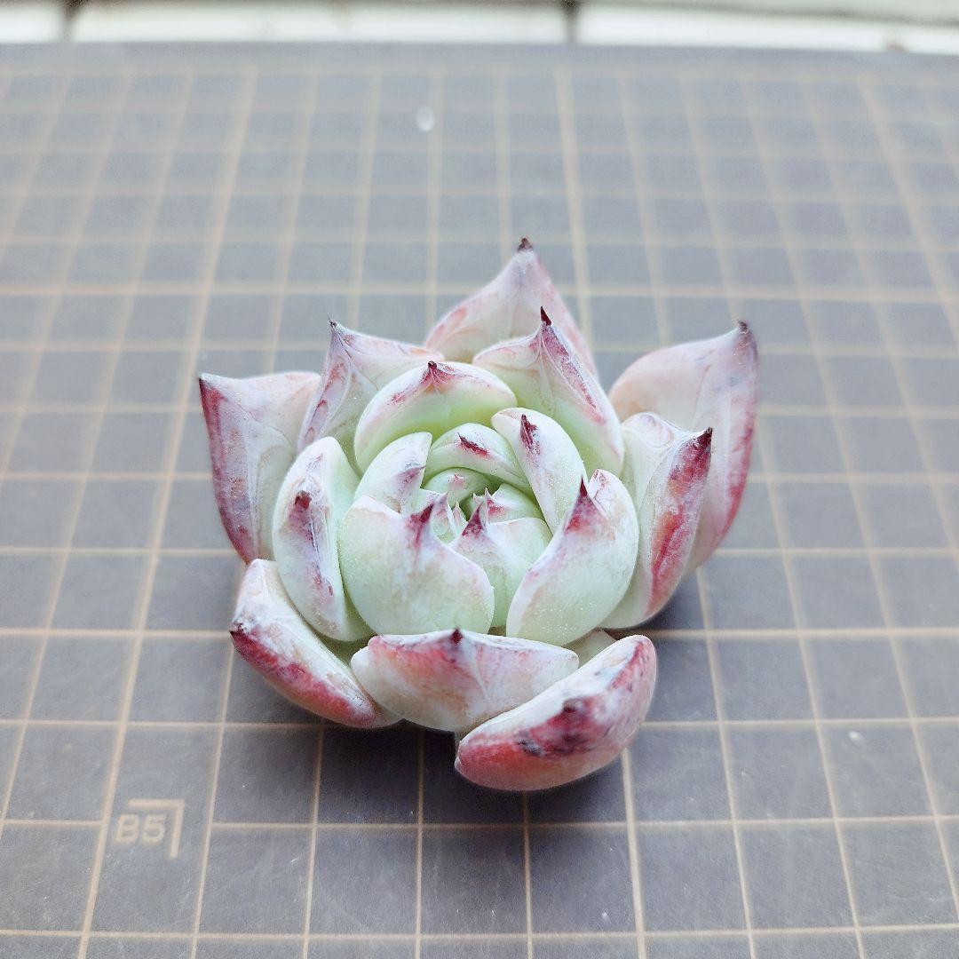 ブラックサバス◎多肉植物 カット苗 輸入苗 エケベリア等 - メルカリ