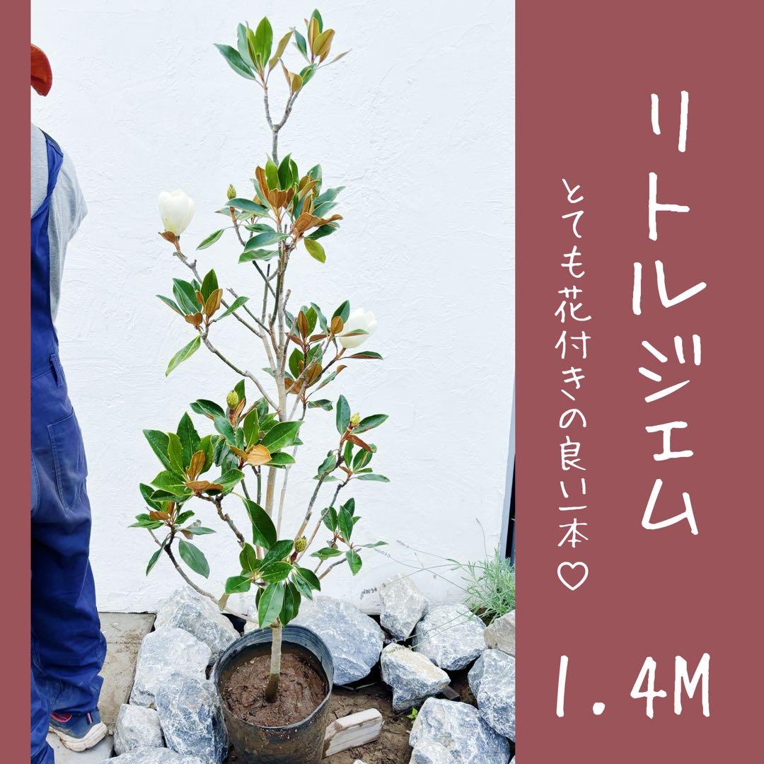 shirou34リクエスト3点