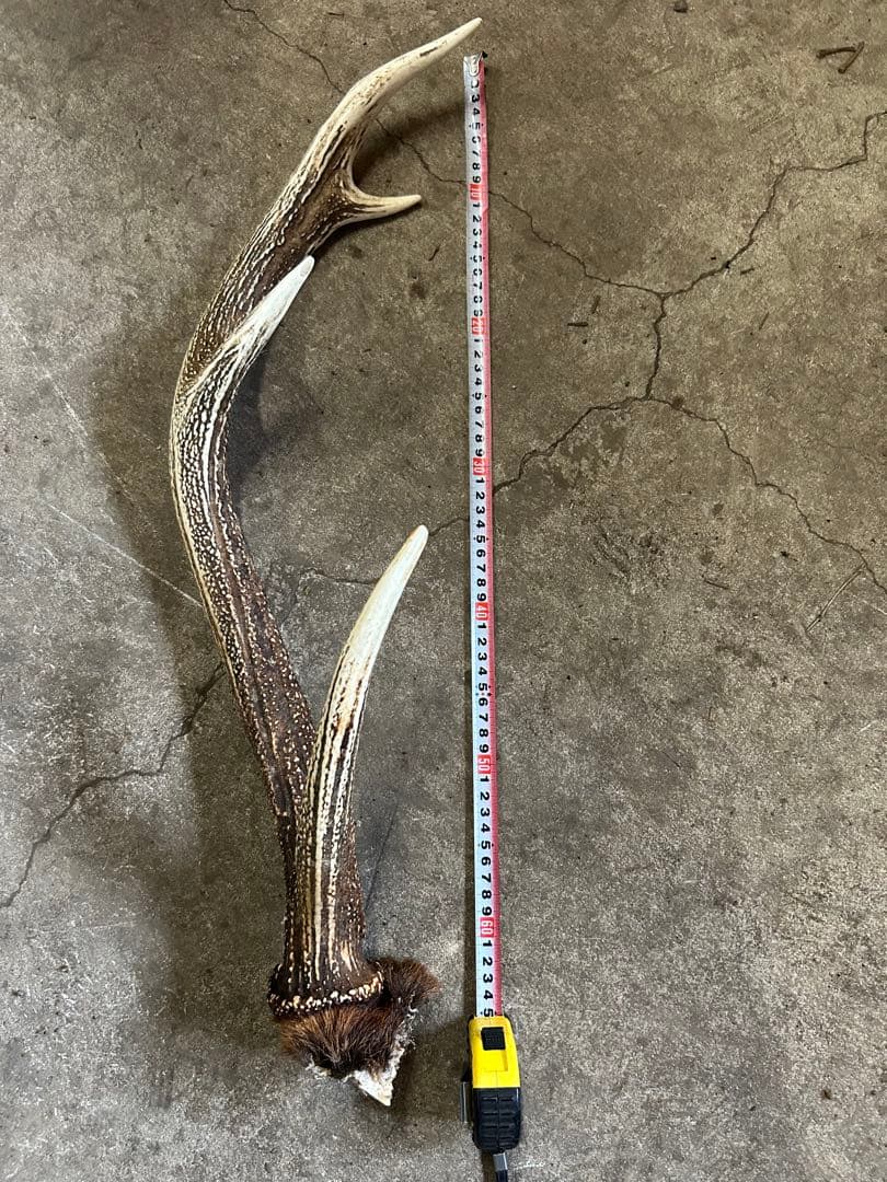 エゾシカ角　19キロ