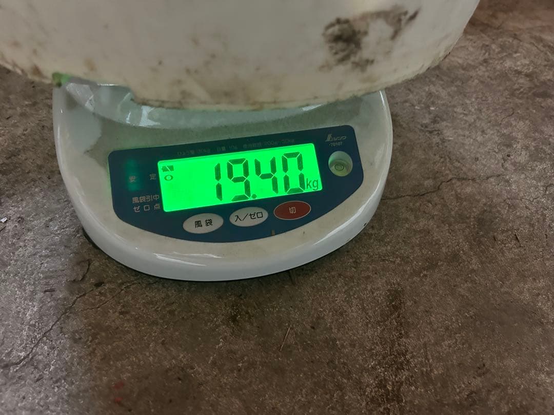 エゾシカ角　19キロ