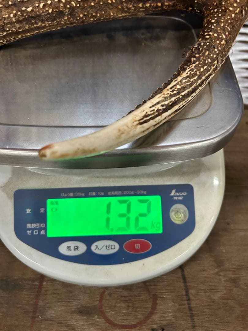 エゾシカ角　19キロ