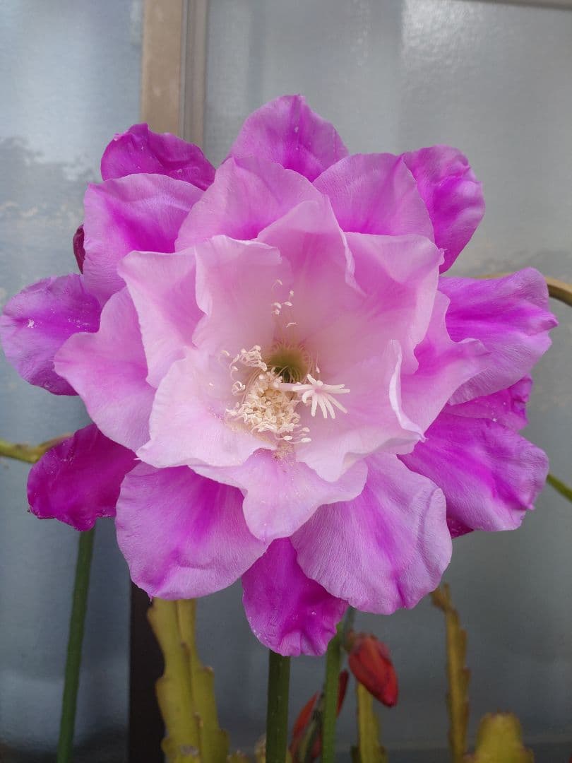 クジャクサボテン　千葉の宴 抜き苗1本　大株　a　今春開花予定株