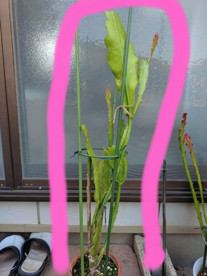 クジャクサボテン　千葉の宴 抜き苗1本　大株　a　今春開花予定株