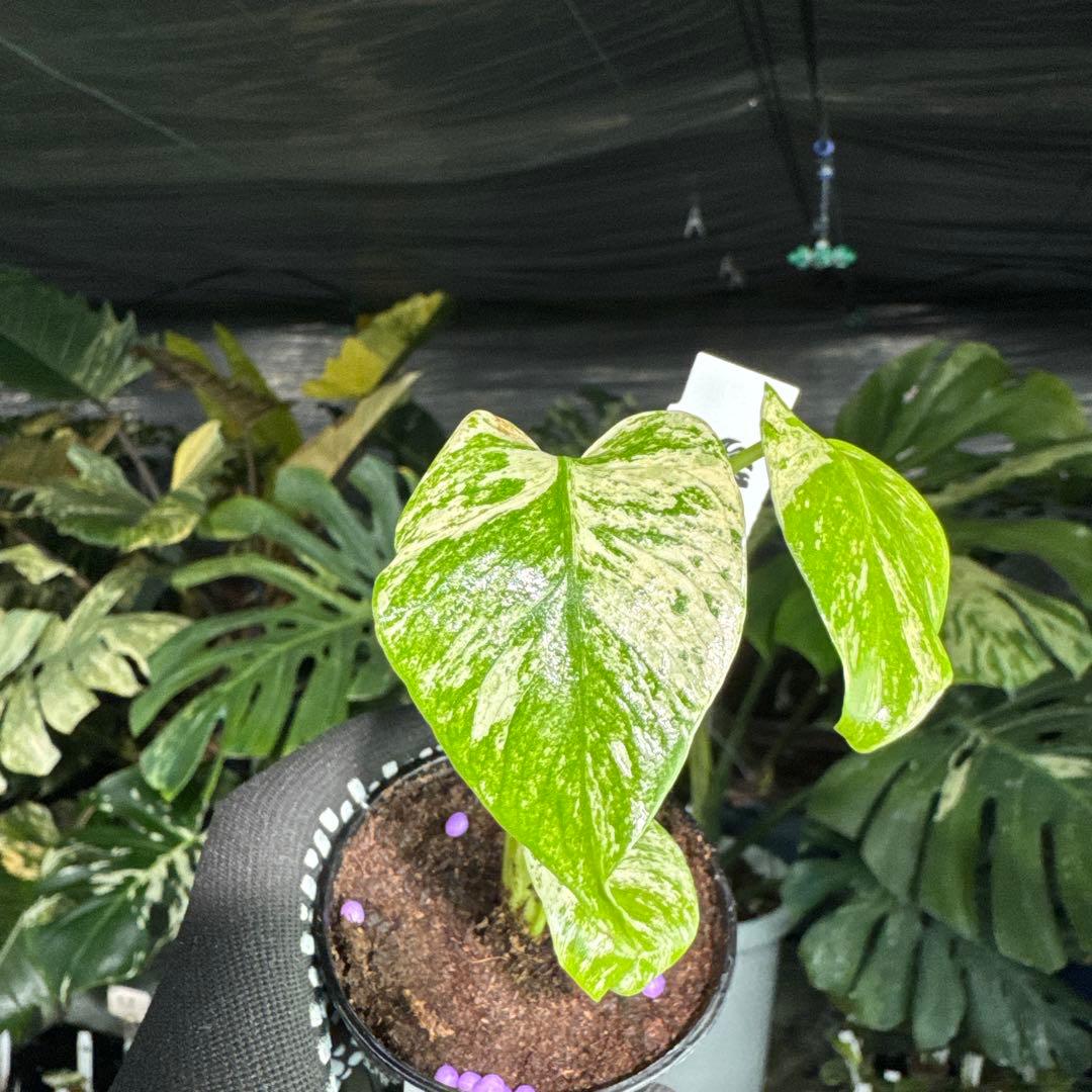 1モンステラ デリシオーサ ホワイトモンスター 天津蘭 - メルカリ