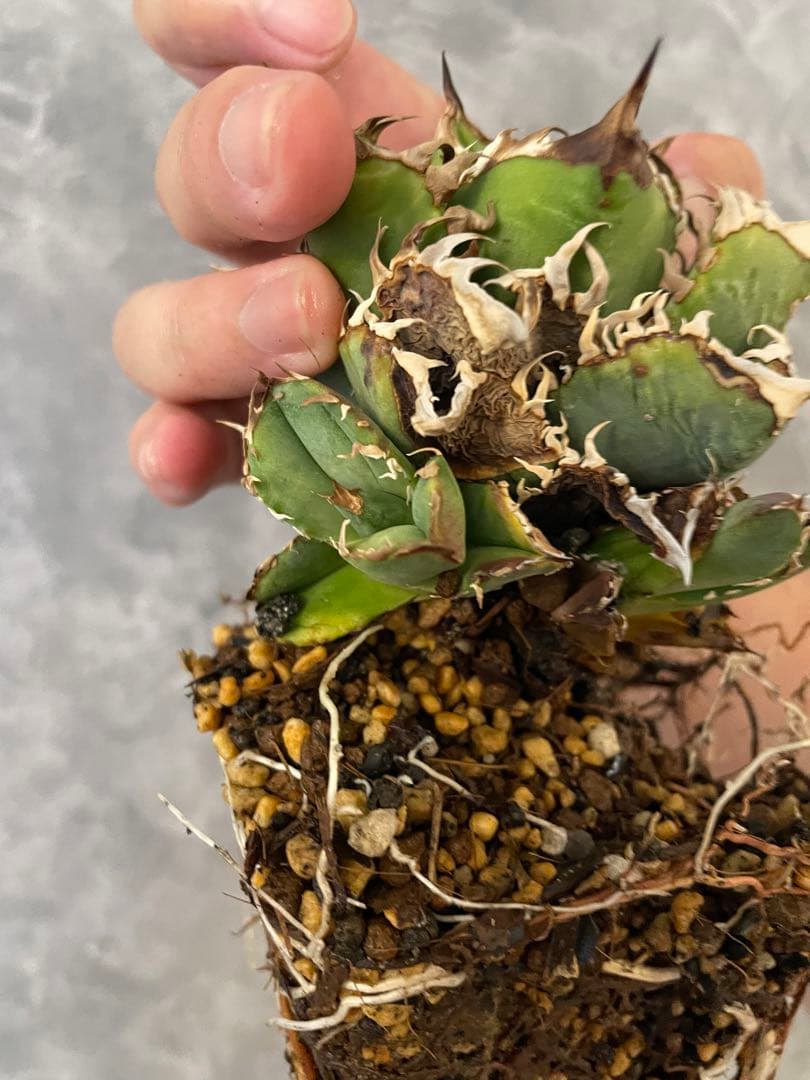 アガベ チタノタ CJ11 発根済み - メルカリ