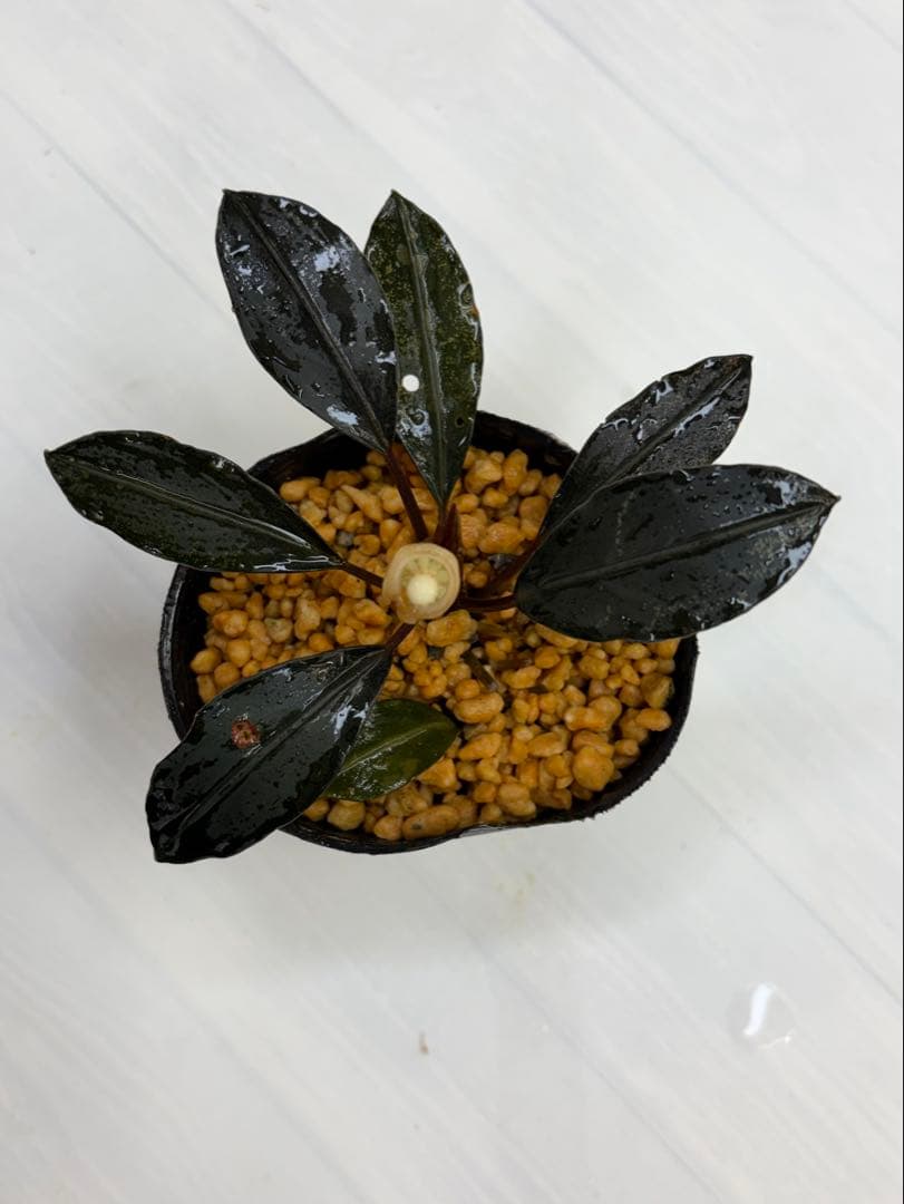 ⭐︎ブセファランドラ モトレィアーナ黒青丸葉絶品個体 パダワン 根