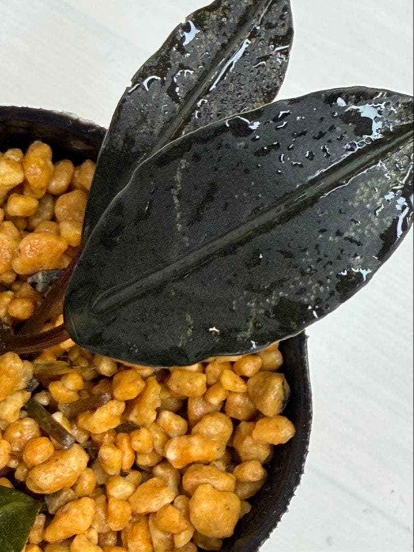 ⭐︎ブセファランドラ モトレィアーナ黒青丸葉絶品個体 パダワン 根