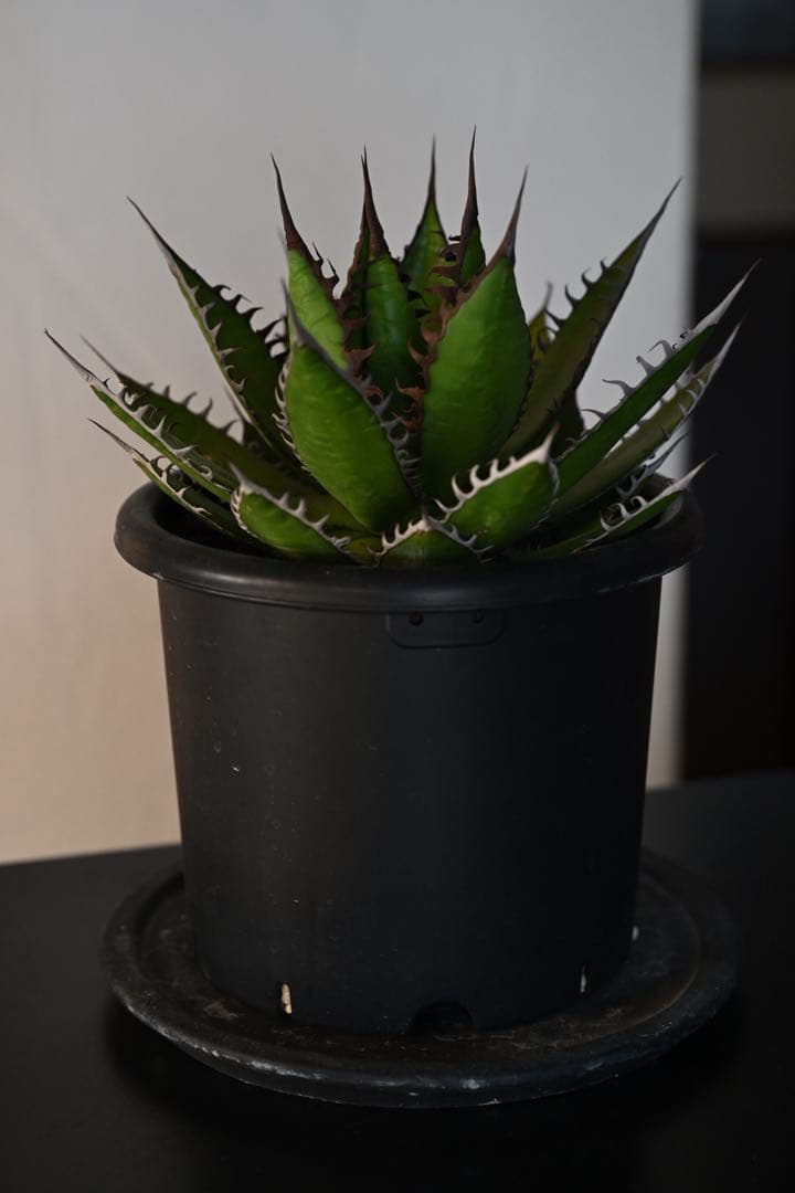 アガベ ホリダ 極上株 強棘 狂刺 - メルカリ