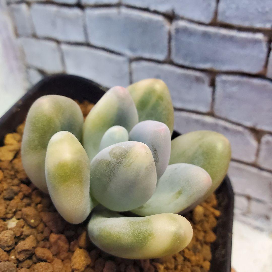 多肉・グリーンエメラルド美人錦・抜き苗