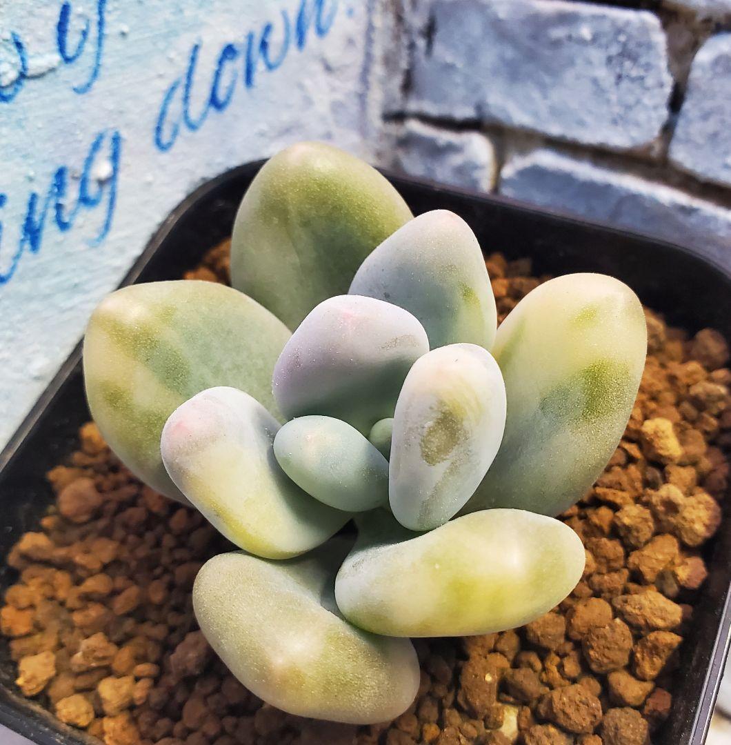 多肉・グリーンエメラルド美人錦・抜き苗