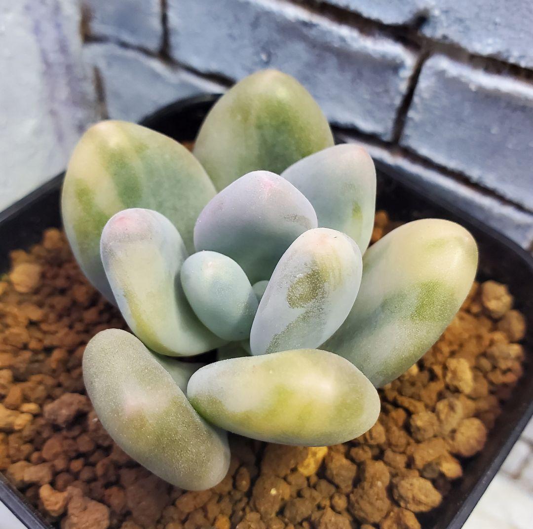 多肉・グリーンエメラルド美人錦・抜き苗