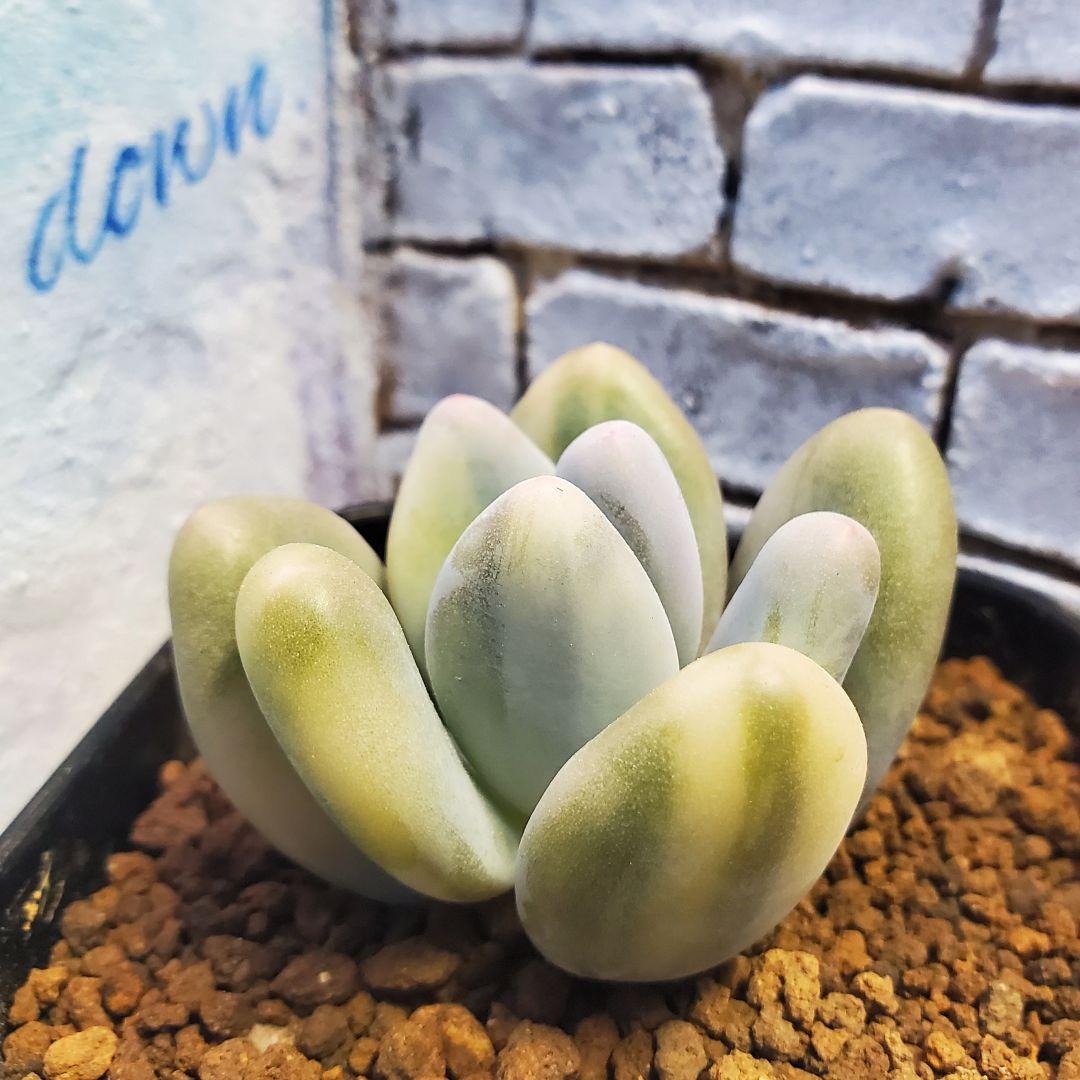 多肉・グリーンエメラルド美人錦・抜き苗