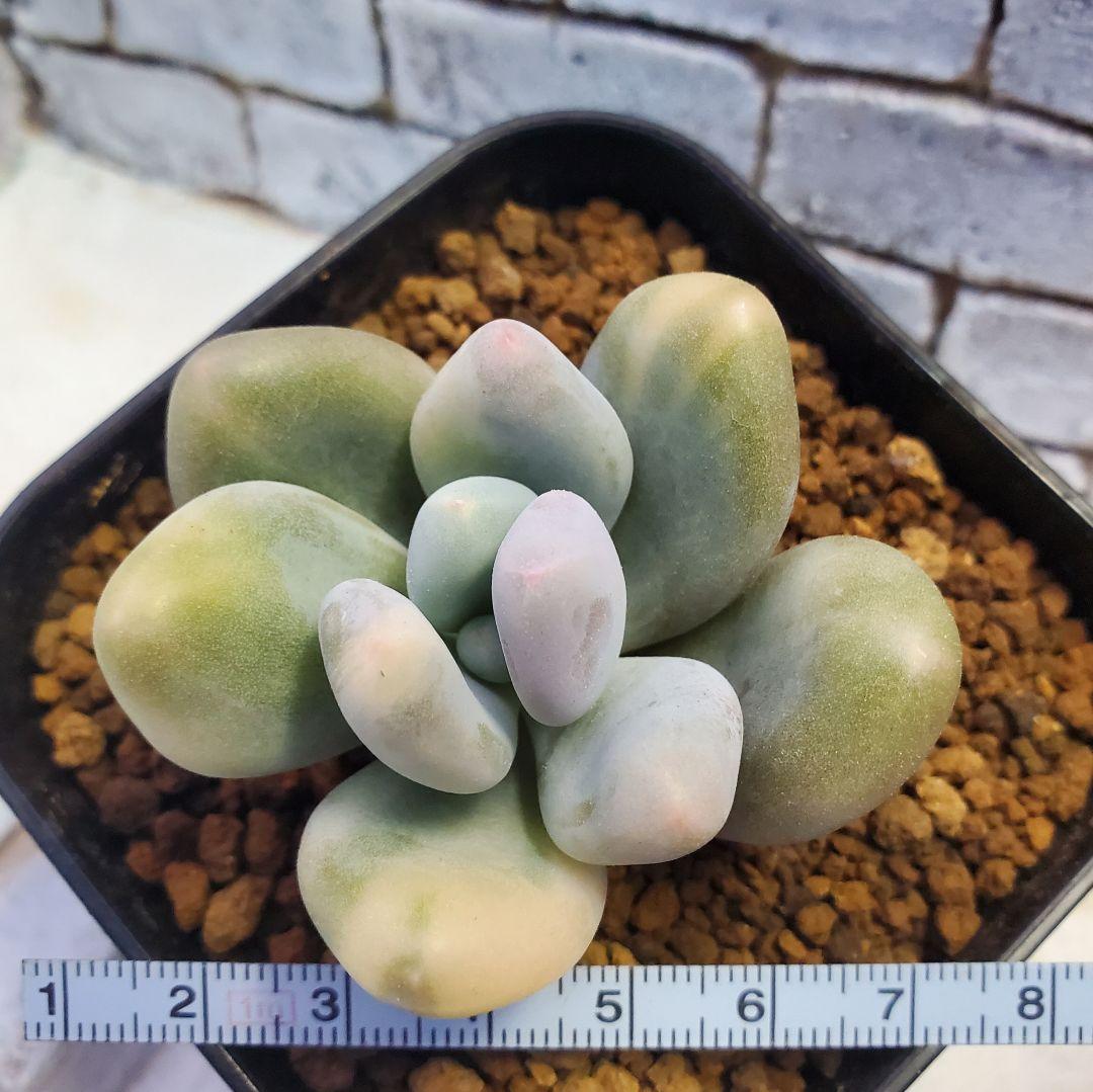 多肉・グリーンエメラルド美人錦・抜き苗