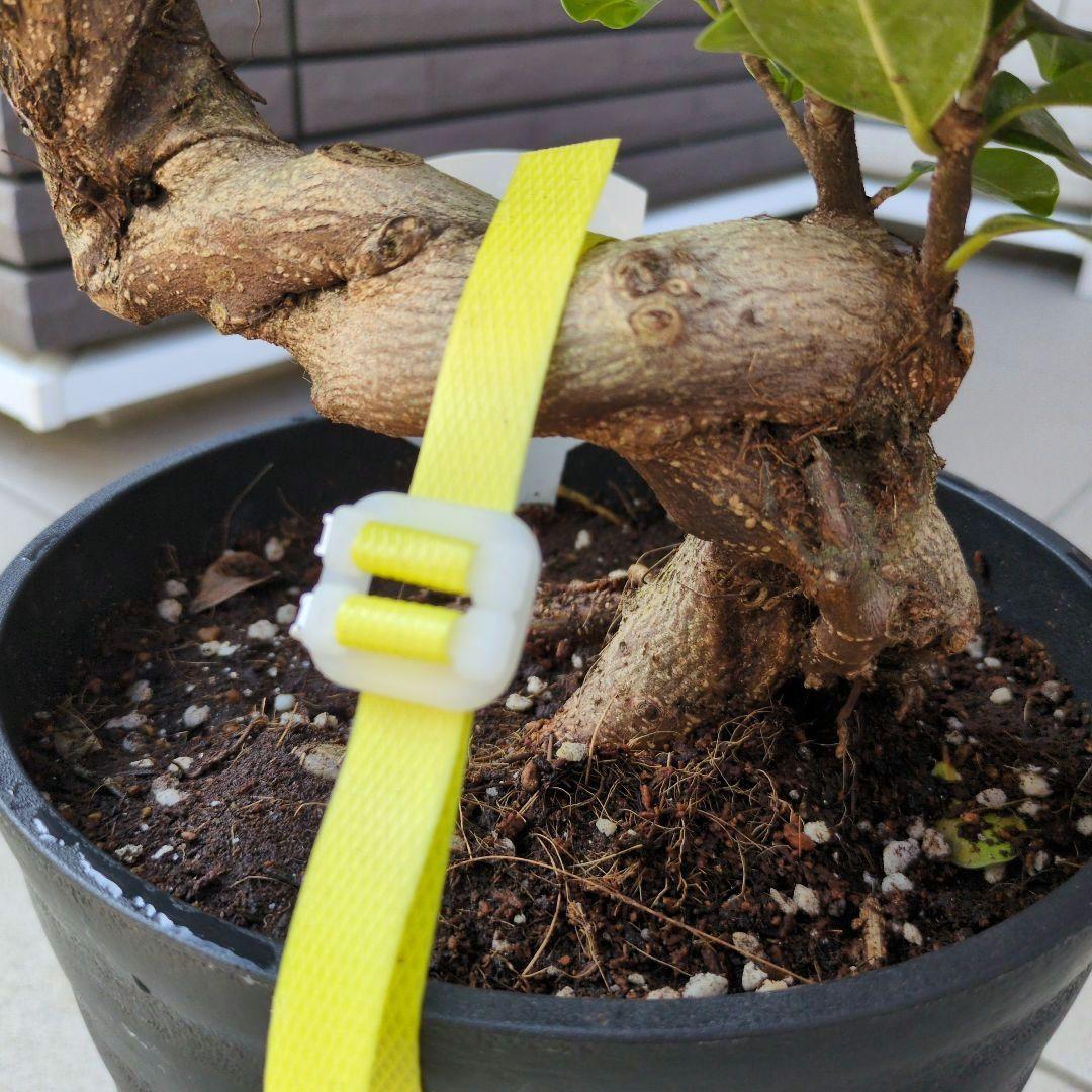 観葉植物 台湾ガジュマル 盆栽仕立て S字仕立て 接ぎ木 昇り龍 曲がり