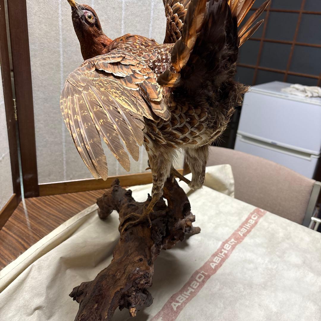 木製 鳥の彫刻 茶色と金色の羽根 雉 剥製 掘り出しもの - メルカリ