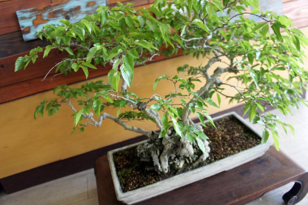 盆栽 『ブナ』 紅葉 インテリア 観葉植物 ガーデニング 送料無料 b120