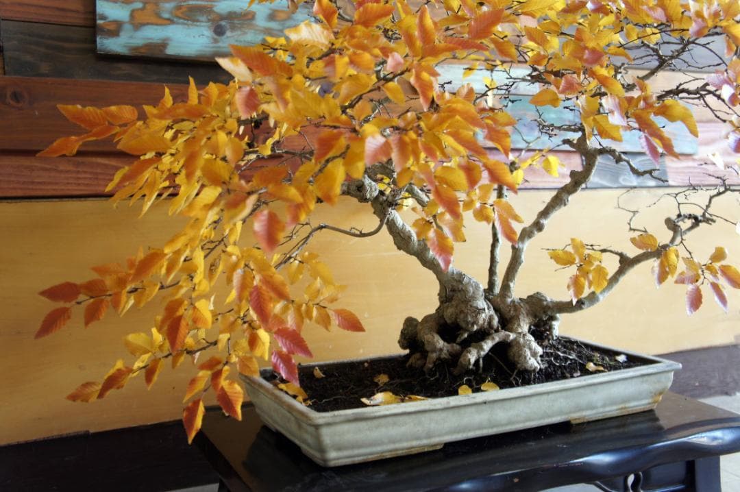 盆栽 『ブナ』 紅葉 インテリア 観葉植物 ガーデニング 送料無料 b120