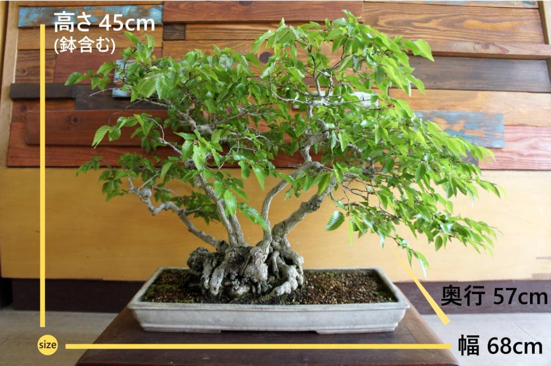 盆栽 『ブナ』 紅葉 インテリア 観葉植物 ガーデニング 送料無料 b120