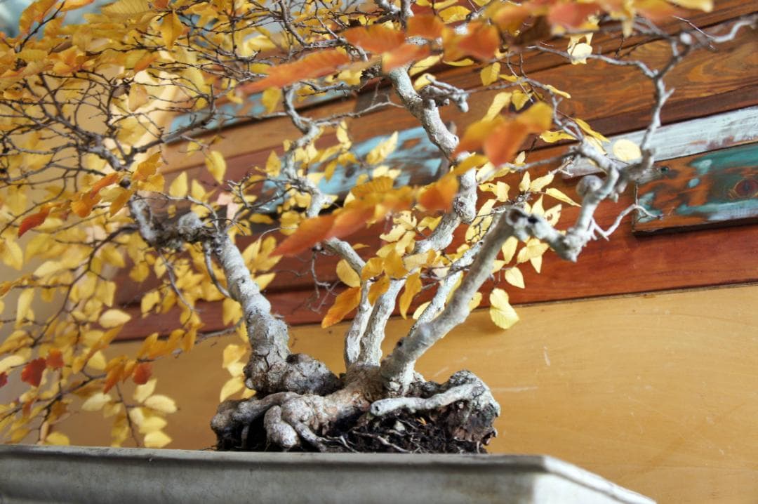 盆栽 『ブナ』 紅葉 インテリア 観葉植物 ガーデニング 送料無料 b120