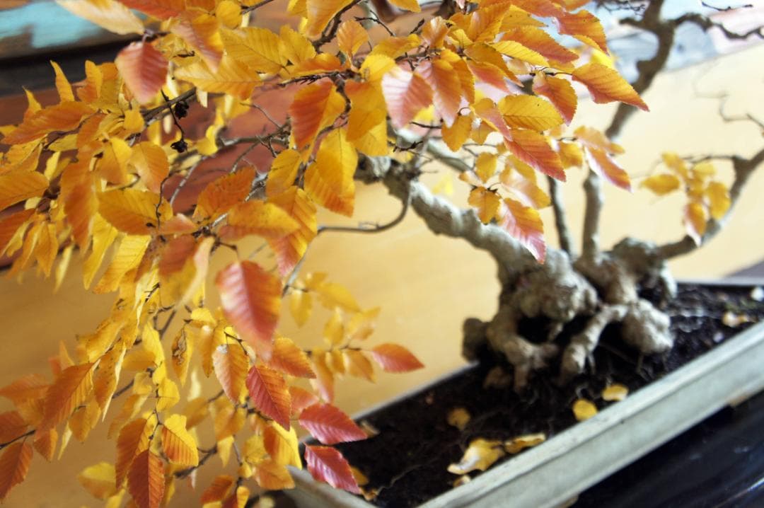 盆栽 『ブナ』 紅葉 インテリア 観葉植物 ガーデニング 送料無料 b120